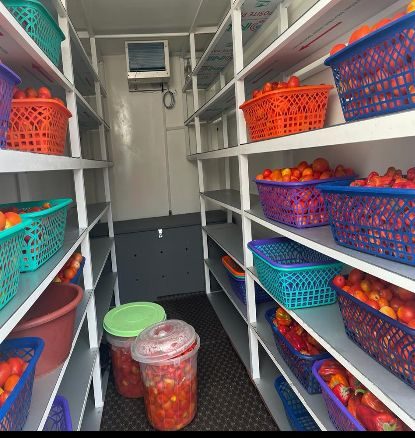 Inside the SOLTECH cold room: baskets of tomatoes on shelves